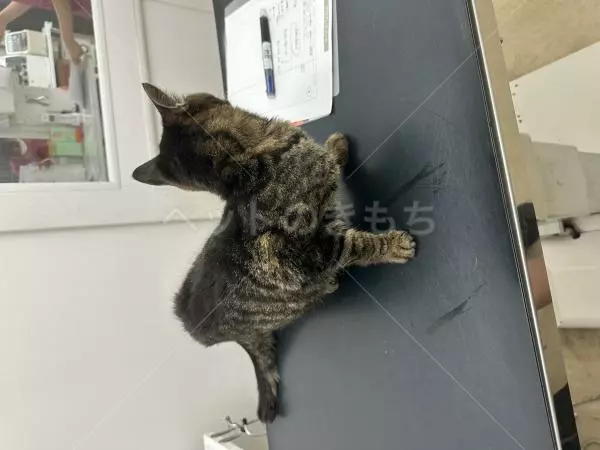 コメントの画像