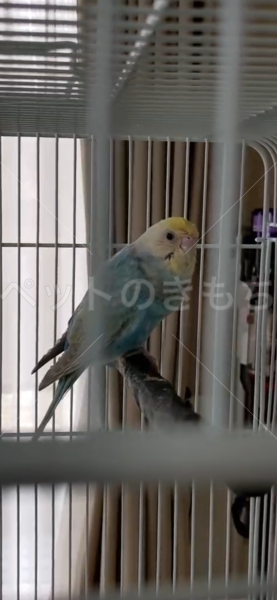 迷子鳥の画像