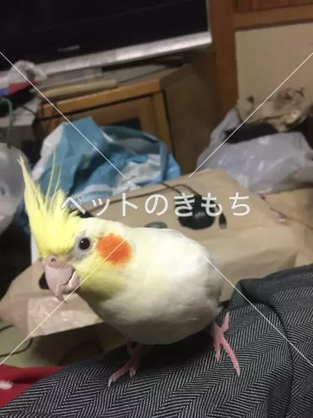 迷子鳥の画像