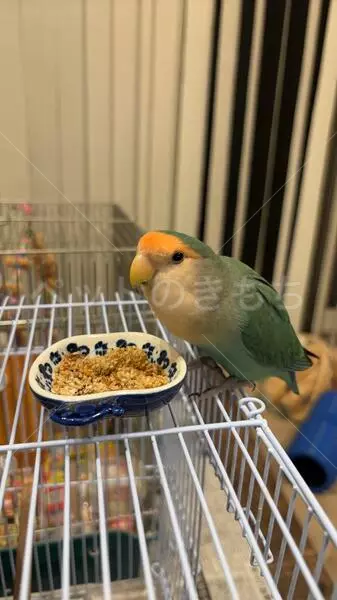 迷子鳥の画像