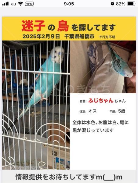 迷子鳥の画像