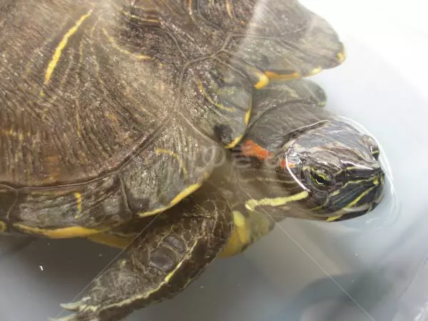 迷子ペットの画像