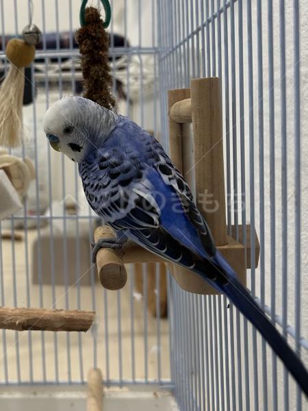 迷子鳥の画像