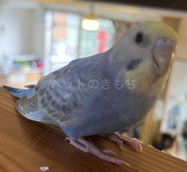 迷子鳥の画像