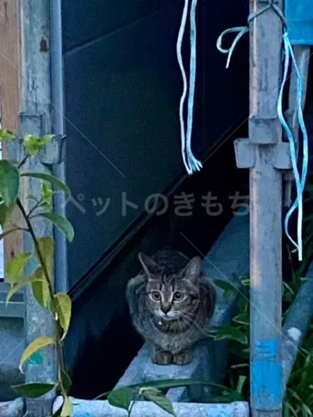 保護猫の画像
