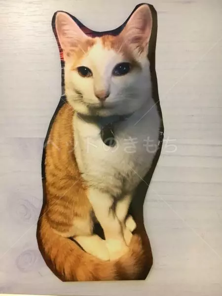 迷子猫の画像