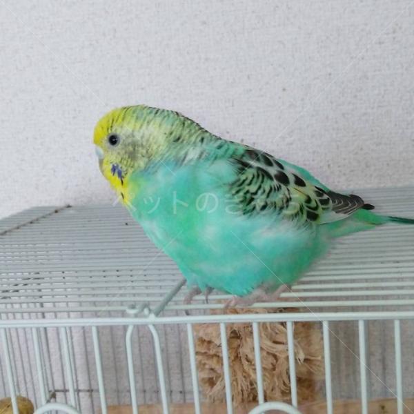迷子鳥の画像