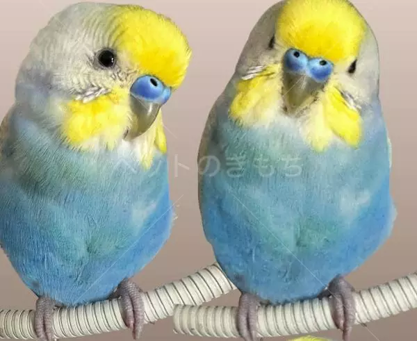 コメントの画像