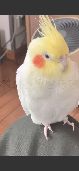 迷子鳥の画像