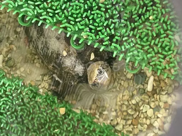 迷子ペットの画像