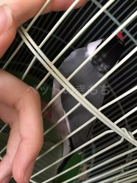 コメント投稿の画像