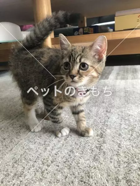 迷子猫の画像