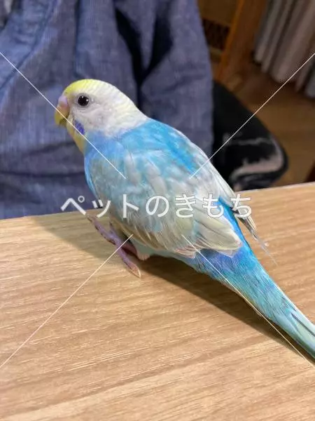 迷子鳥の画像