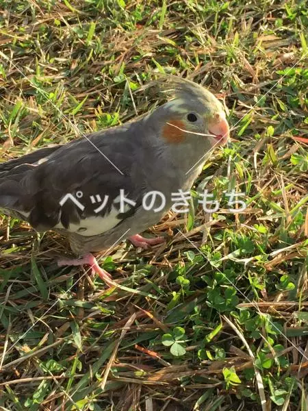 迷子鳥の画像