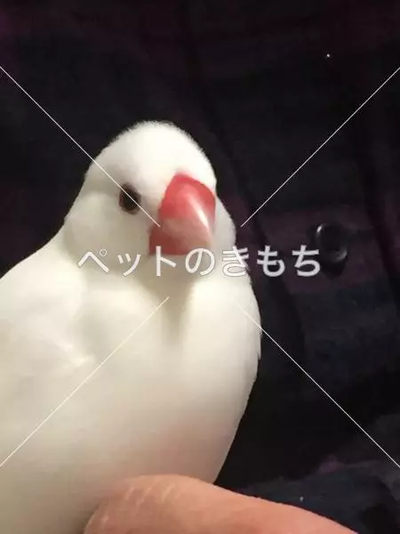 迷子鳥の画像