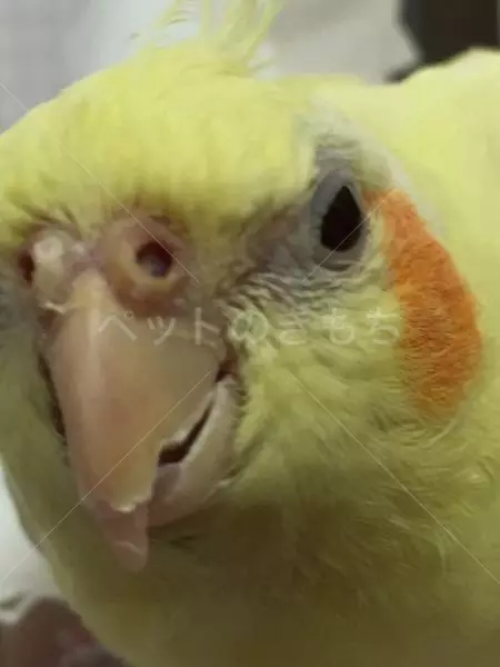 コメント投稿の画像