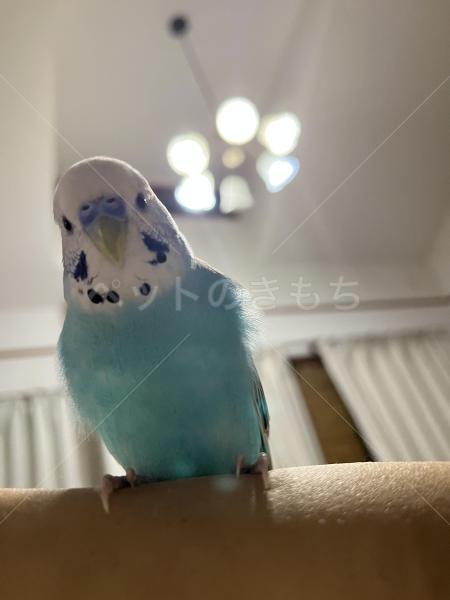 迷子鳥の画像