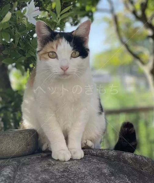 迷子猫の画像