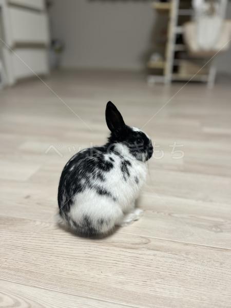 迷子ペットの画像