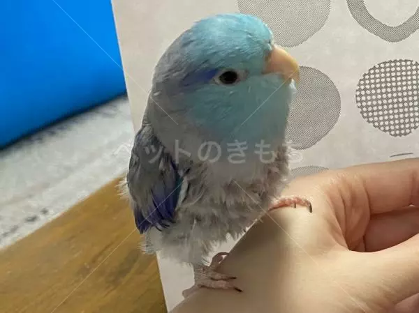 迷子鳥の画像