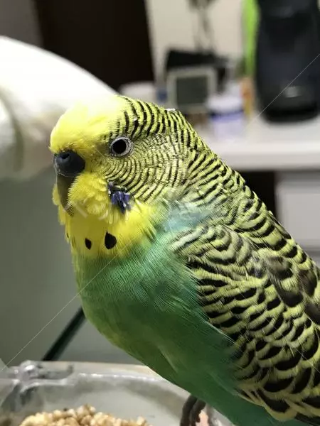 保護鳥の画像