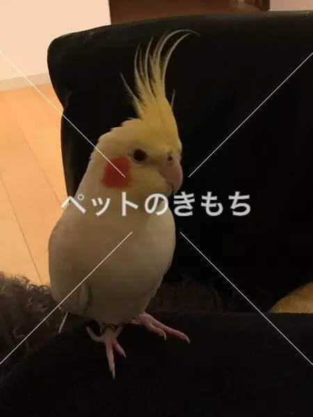 迷子鳥の画像