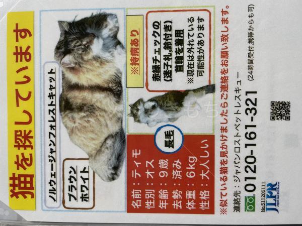 迷子猫の画像