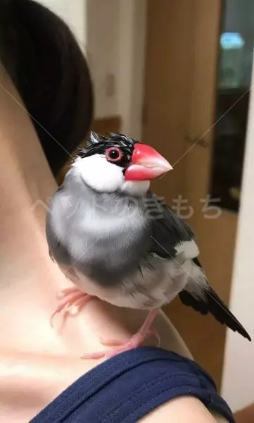 コメント投稿の画像