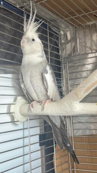 迷子鳥の画像