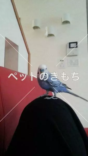 迷子鳥の画像