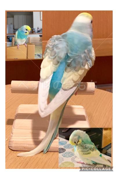 迷子鳥の画像