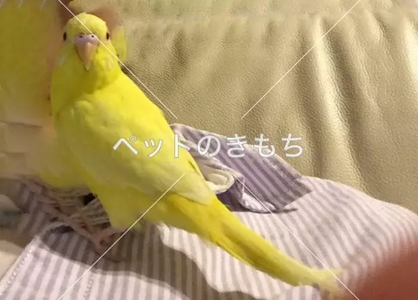 迷子鳥の画像