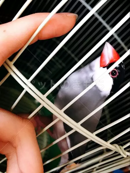 コメント投稿の画像