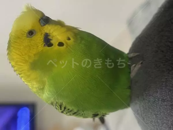迷子鳥の画像