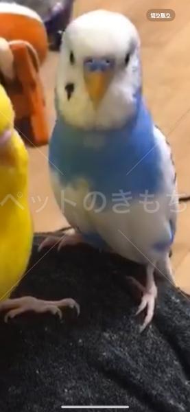 迷子鳥の画像