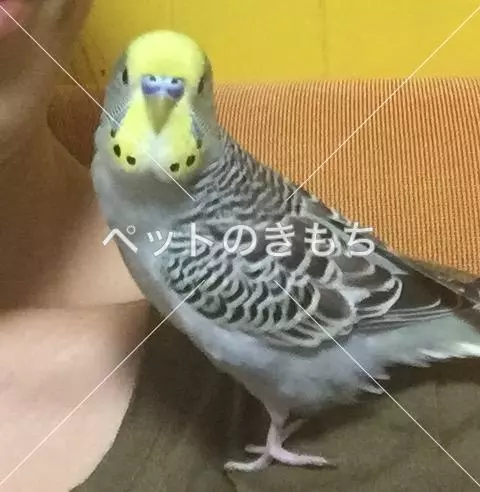 迷子鳥の画像