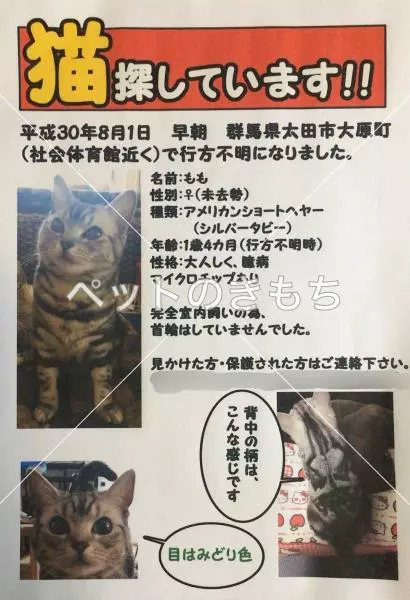 迷子猫の画像