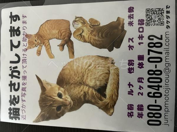 迷子猫の画像