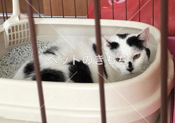 保護猫の画像