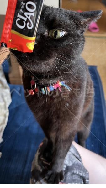 迷子猫の画像