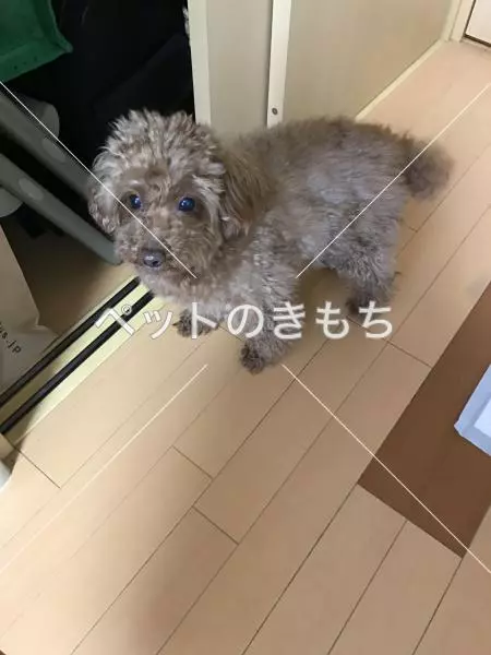 迷子犬の画像