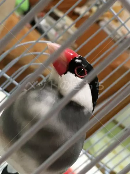 コメント投稿の画像