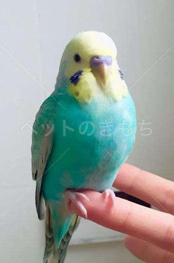 迷子鳥の画像