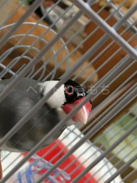 コメント投稿の画像