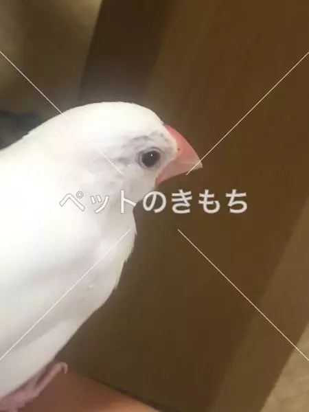 迷子鳥の画像