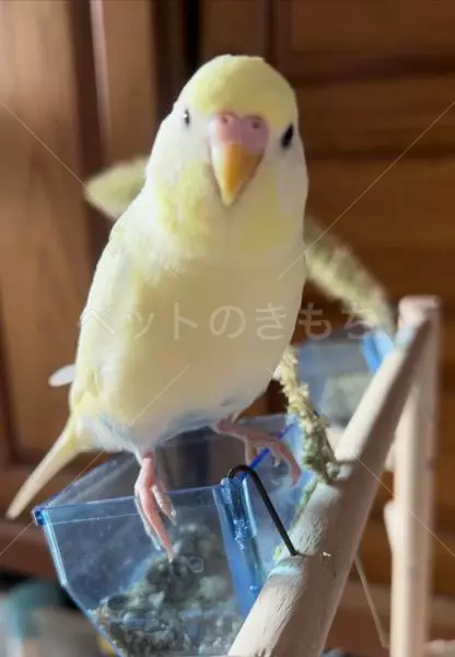迷子鳥の画像
