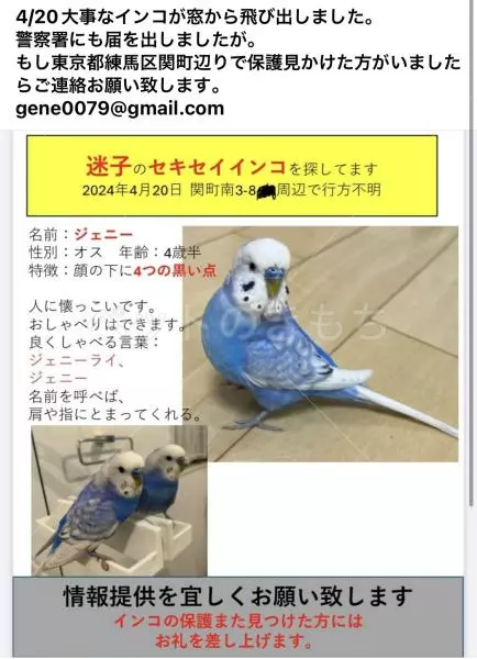 迷子鳥の画像