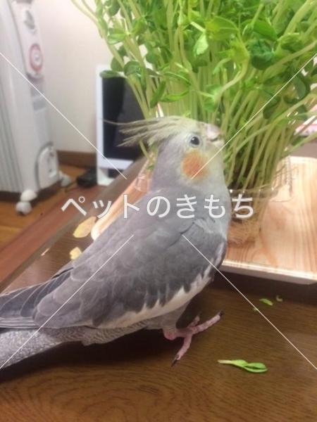 迷子鳥の画像