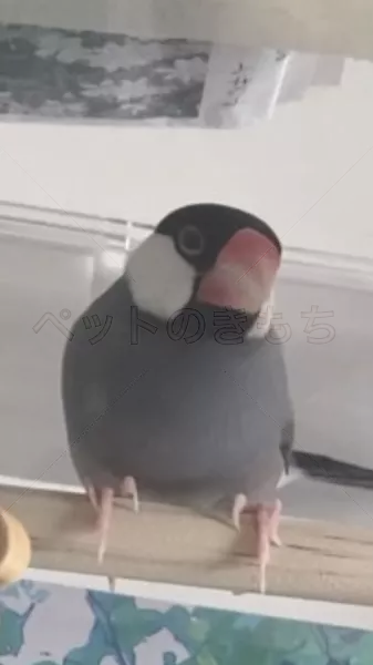 迷子鳥の画像