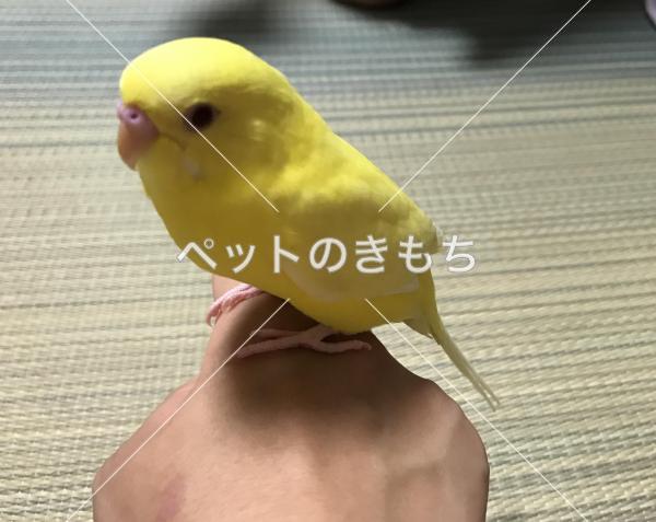 迷子鳥の画像